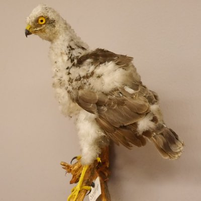 Sperber jung Vogel Greifvogel Pr&auml;parat pr&auml;pariert taxidermy Tierpr&auml;parat mit Genehmigung zur Verkauf