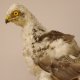 Sperber jung Vogel Greifvogel Präparat präpariert taxidermy Tierpräparat mit Genehmigung zur Verkauf