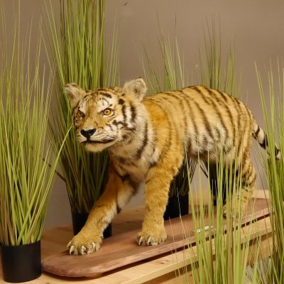 Junger Tiger Pr&auml;parat auf Deko Podest Tierpr&auml;parat Jungtier Breite 40 cm mit Genehmung zum Verkauf