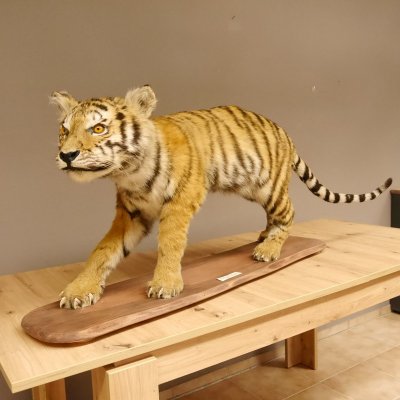 Junger Tiger Pr&auml;parat auf Deko Podest Tierpr&auml;parat Jungtier Breite 40 cm mit Genehmung zum Verkauf