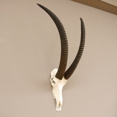 Rappenantilope Sch&auml;deltroph&auml;e Sch&auml;del Troph&auml;en Afrika Antilope, Hornl&auml;nge 93,5 cm