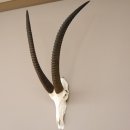 Rappenantilope Sch&auml;deltroph&auml;e Sch&auml;del Troph&auml;en Afrika Antilope, Hornl&auml;nge 93,5 cm
