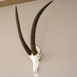 Rappenantilope Schädeltrophäe Schädel Trophäen Afrika Antilope, Hornlänge 93,5 cm