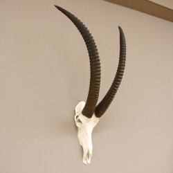 Rappenantilope Schädeltrophäe Schädel Trophäen Afrika Antilope, Hornlänge 93,5 cm
