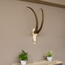 Rappenantilope Sch&auml;deltroph&auml;e Sch&auml;del Troph&auml;en Afrika Antilope, Hornl&auml;nge 103,5 cm