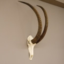 Rappenantilope Sch&auml;deltroph&auml;e Sch&auml;del Troph&auml;en Afrika Antilope, Hornl&auml;nge 103,5 cm