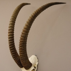 Rappenantilope Schädeltrophäe Schädel Trophäen Afrika Antilope, Hornlänge 103,5 cm