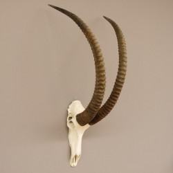 Rappenantilope Schädeltrophäe Schädel Trophäen Afrika Antilope, Hornlänge 103,5 cm