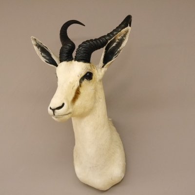 Springbock Antilope Kopf Schulter Pr&auml;parat Troph&auml;e taxidermy, HL 39 cm