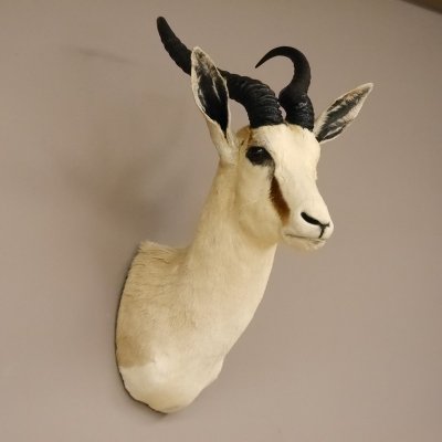Springbock Antilope Kopf Schulter Pr&auml;parat Troph&auml;e taxidermy, HL 39 cm