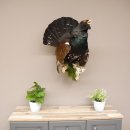 Auerhahn Ganzpräparat auf Ast Präparat Höhe 62 cm mit Herkunftsnachweis