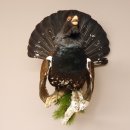 Auerhahn Ganzpräparat auf Ast Präparat Höhe 62 cm mit Herkunftsnachweis