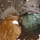 Auerhahn Ganzpräparat auf Ast Präparat Höhe 62 cm mit Herkunftsnachweis