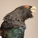 Auerhahn Ganzpräparat auf Ast Präparat Höhe 62 cm mit Herkunftsnachweis