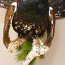 Auerhahn Ganzpräparat auf Ast Präparat Höhe 62 cm mit Herkunftsnachweis