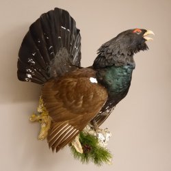 Auerhahn Ganzpräparat auf Ast Präparat Höhe 62 cm mit Herkunftsnachweis