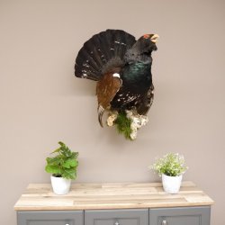 Auerhahn Ganzpräparat auf Ast Präparat Höhe 62 cm mit Herkunftsnachweis