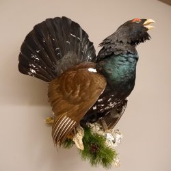 Auerhahn Ganzpräparat auf Ast Präparat Höhe 62 cm mit Herkunftsnachweis