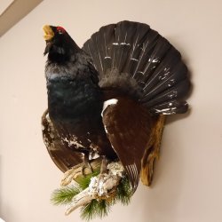 Auerhahn Ganzpräparat auf Ast Präparat Höhe 62 cm mit Herkunftsnachweis