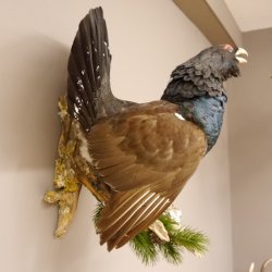 Auerhahn Ganzpräparat auf Ast Präparat Höhe 62 cm mit Herkunftsnachweis