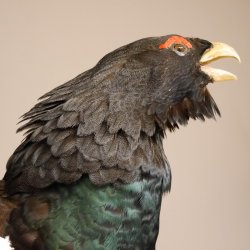 Auerhahn Ganzpräparat auf Ast Präparat Höhe 62 cm mit Herkunftsnachweis