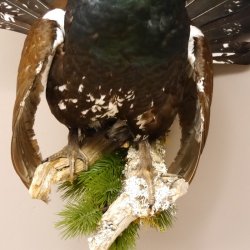 Auerhahn Ganzpräparat auf Ast Präparat Höhe 62 cm mit Herkunftsnachweis