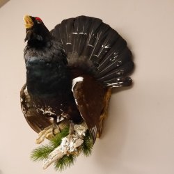 Auerhahn Ganzpräparat auf Ast Präparat Höhe 62 cm mit Herkunftsnachweis