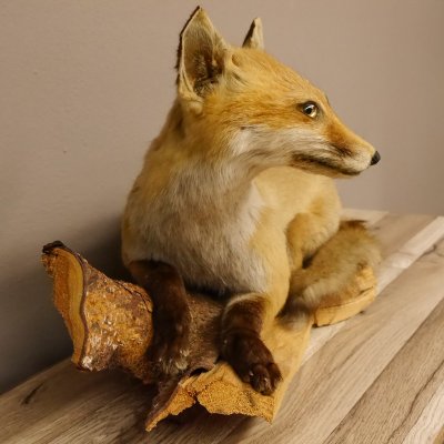 Fuchs Präparat liegend präpariert auf Holz Deko Höhe 34 cm