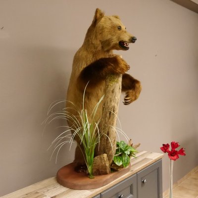 Braunbär Jungtier Ursus arctos Bär stehend Ganzpräparat mit offenen Fang Präparat taxidermy mit Genehmigung zum Verkauf
