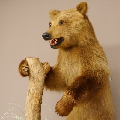 Braunbär Jungtier Ursus arctos Bär stehend Ganzpräparat mit offenen Fang Präparat taxidermy mit Genehmigung zum Verkauf