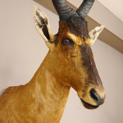 Hartebeest Kuhantilope Haupt Kuh Antilope Afrika Kopf Pr&auml;parat H&ouml;he 105 cm