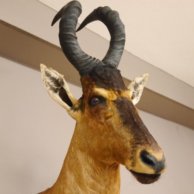 Hartebeest Kuhantilope Haupt Kuh Antilope Afrika Kopf Pr&auml;parat H&ouml;he 105 cm