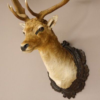 Damhirsch Kopf Schulter Präparat Höhe 124 cm Hirsch Haupt taxidermy auf geschnitztem Trophäenschild