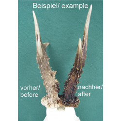 Geweih Farbwachs Wachs Beize Trophäenbearbeitung Verschönerung für Gehörne