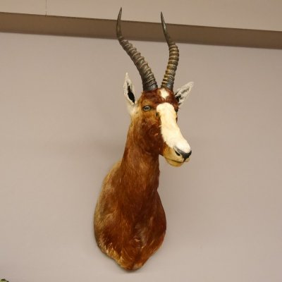 Blessbock oder Buntbock Antilope Haupt Kopf Schulter Pr&auml;parat HL 40 cm