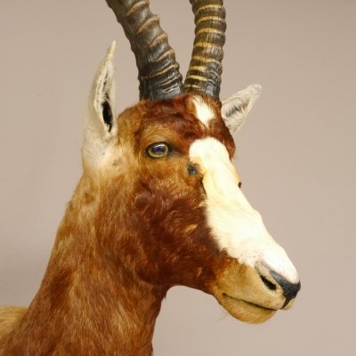 Blessbock oder Buntbock Antilope Haupt Kopf Schulter Präparat HL 40 cm