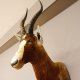 Blessbock oder Buntbock Antilope Haupt Kopf Schulter Präparat HL 40 cm