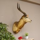 Nyala Antilope Kopf Schulter Pr&auml;parat Afrika afrikanische Troph&auml;e