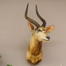 Nyala Antilope Kopf Schulter Pr&auml;parat Afrika afrikanische Troph&auml;e