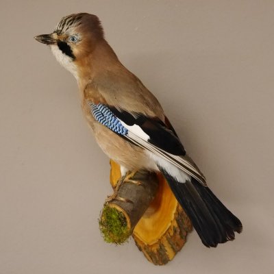 Eichelhäher Vogel Präparat präpariert Tierpräparat mit Genehmigung zur Vermarktung
