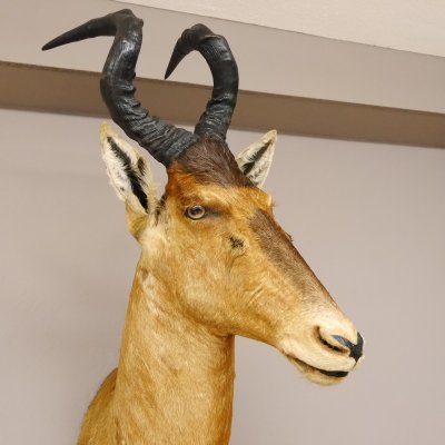 Hartebeest Kopf Pr&auml;parat Hornl&auml;nge 57 cm Kuhantilope Haupt Kuh Antilope Afrika H&ouml;he 113 cm