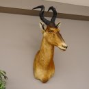 Hartebeest Kopf Präparat Hornlänge 57 cm Kuhantilope Haupt Kuh Antilope Afrika Höhe 113 cm