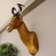 Hartebeest Kopf Präparat Hornlänge 57 cm Kuhantilope Haupt Kuh Antilope Afrika Höhe 113 cm