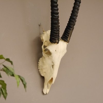 kapitale Oryx (Oryx gazella) Antilope Spie&szlig;bock Afrika Sch&auml;deltroph&auml;e Hornl&auml;nge 97 cm