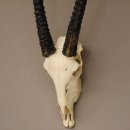 kapitale Oryx (Oryx gazella) Antilope Spießbock...