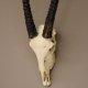 kapitale Oryx (Oryx gazella) Antilope Spießbock Afrika Schädeltrophäe Hornlänge 97 cm