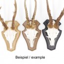 5 Stück Reh Trophäenschilder Stumpf klein braun AF 19 cm x 11 cm mit 5 Stück Gehörnklammern
