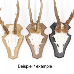 5 Stück Reh Trophäenschilder Stumpf klein braun AF 19 cm x 11 cm