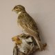 Grauammer Vogel Präparat präpariert taxidermy Tierpräparat Höhe 25 cm mit Genehmigung zur Vermarktung