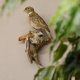 Grauammer Vogel Präparat präpariert taxidermy Tierpräparat Höhe 25 cm mit Genehmigung zur Vermarktung